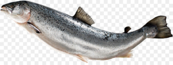 Fish fin Atlantic salmon - fish Fish fin Atlantic salmon - fish