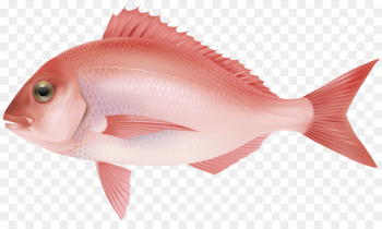 Fish fin Saltwater fish Clip art - fish Fish fin Saltwater fish Clip art - fish