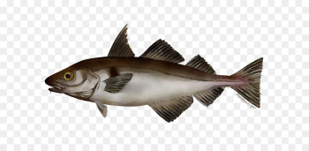 fish fish fin bony-fish bass fish fish fin bony-fish bass
