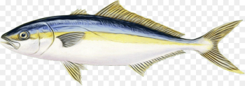 fish fish fin fish products perch fish fish fin fish products perch