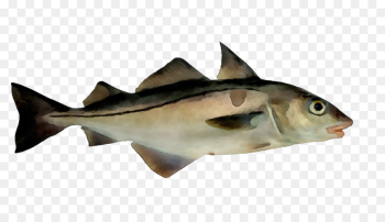 fish fish haddock cod bony-fish fish fish haddock cod bony-fish