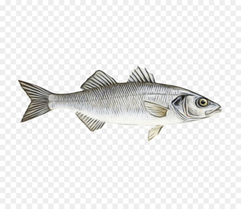 fish fish pike bass bony-fish fish fish pike bass bony-fish