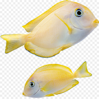 fish fish pomacentridae pomacanthidae marine biology fish fish pomacentridae pomacanthidae marine biology