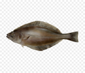 fish fish sole flatfish bony-fish fish fish sole flatfish bony-fish