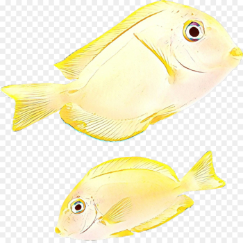 fish fish yellow butterflyfish pomacentridae fish fish yellow butterflyfish pomacentridae