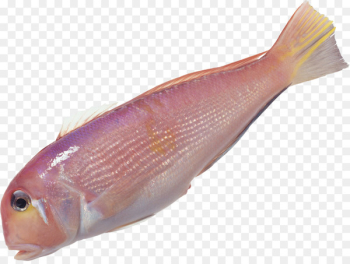 Fish Food Clip art - fish 
