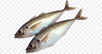 Fish Food Sardine Meat - Fish PNG Fish Food Sardine Meat - Fish PNG