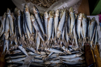 Fish, fresh market in Palawan, | Free Photo - rawpixel Fish, fresh market in Palawan, | Free Photo - rawpixel