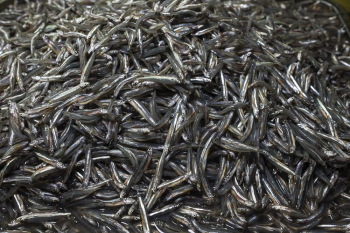 Fish, fresh market in Palawan, | Free Photo - rawpixel Fish, fresh market in Palawan, | Free Photo - rawpixel