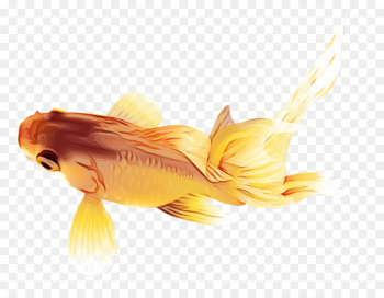 fish goldfish yellow fish fin fish goldfish yellow fish fin