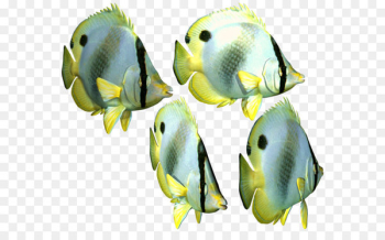 Fish Iridescent shark - Fish Png 3 Fish Iridescent shark - Fish Png 3