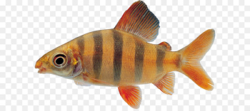 Fish Iridescent shark Seafood - Fish PNG Fish Iridescent shark Seafood - Fish PNG