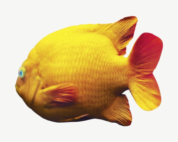 Fish isolated psd | Free PSD - rawpixel Fish isolated psd | Free PSD - rawpixel