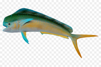 Fish Marine biology - Fish 