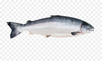 Fish market Salmon Fish processing Canned fish - SALMON Fish market Salmon Fish processing Canned fish - SALMON