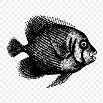 Fish png sticker, sea life | Free PNG - rawpixel