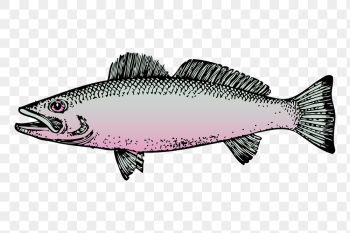 Fish png sticker, sea life | Free PNG - rawpixel