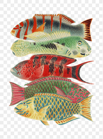 Fish png sticker, vintage illustration, | Free PNG - rawpixel