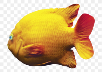 Fish png, transparent background | Free PNG - rawpixel Fish png, transparent background | Free PNG - rawpixel
