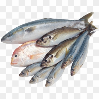 Fish Png - Transparent Background Fresh Fish Png, Png Download ...