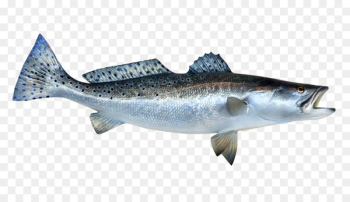 Fish Sardine - Fish Fish Sardine - Fish