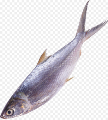 Fish Sardine Seafood Clip art - betta Fish Sardine Seafood Clip art - betta