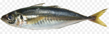 Fish Seafood Japanese horse mackerel Atlantic horse mackerel - mackerel 