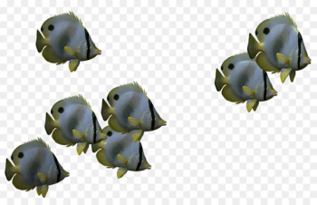 Fish Shoaling and schooling Desktop Wallpaper - Best Png Clipart Fish 