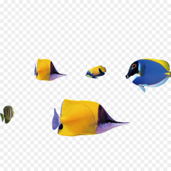 Fish Shoaling and schooling Download Computer file - Fish Fish Shoaling and schooling Download Computer file - Fish