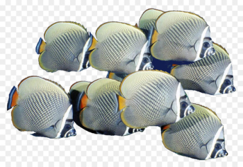 Fish Shoaling and schooling - School of Fish PNG Free Download 