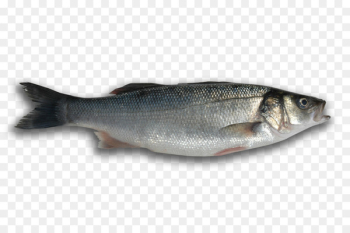 Fish soup Seafood European bass - nemo Fish soup Seafood European bass - nemo