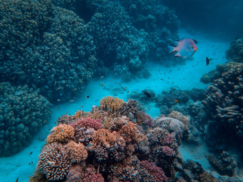Fish Underwater Fish Underwater