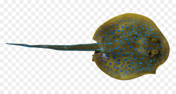 Fish Whiptail stingray - Deep Sea Ray Fish Whiptail stingray - Deep Sea Ray