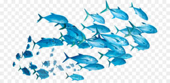 Fish Yellowfin tuna Shoaling and schooling Clip art - fish Fish Yellowfin tuna Shoaling and schooling Clip art - fish