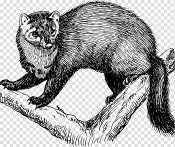 Fisher Cat Animal , Cat transparent background PNG clipart Fisher Cat Animal , Cat transparent background PNG clipart