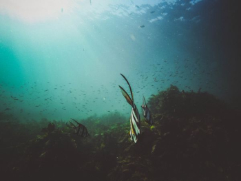 fishes underwater fishes underwater