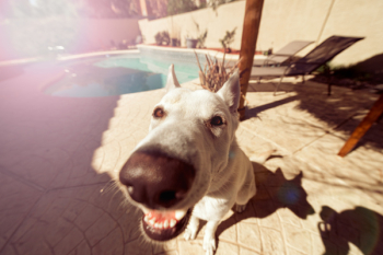 Fisheye Lens Photography of White German Shepherd Fisheye Lens Photography of White German Shepherd
