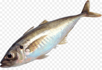 Fishing Clip art - fish Fishing Clip art - fish
