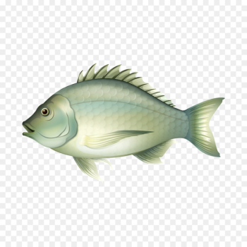 Fishing Illustration - Fat gray fish Fishing Illustration - Fat gray fish