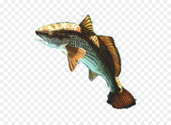 Fishing Iridescent shark - Fish Png 13 Fishing Iridescent shark - Fish Png 13