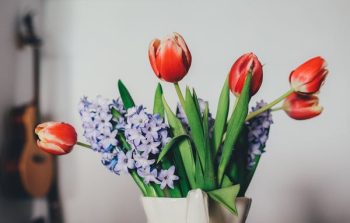 five red tulips five red tulips