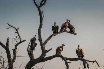 five vulture birds standing on bare tree five vulture birds standing on bare tree