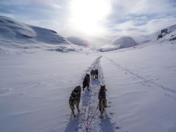 five wolves walking on snow covered mountain during daytime five wolves walking on snow covered mountain during daytime