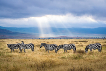 Five Zebra Grazing on Grass Field Five Zebra Grazing on Grass Field