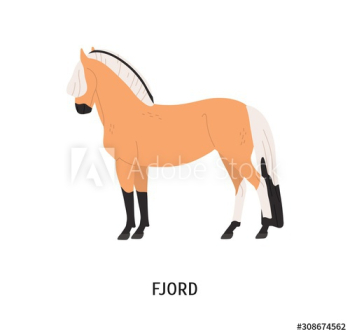 Fjord breed horse flat vector illustration