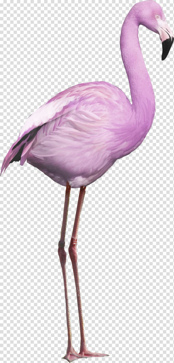 Flamingo Bird, flamingo transparent background PNG clipart