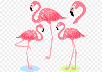 Flamingo Bird Illustration - Cartoon Flamingo 