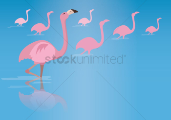Flamingo birds Flamingo birds