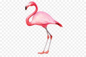Flamingo Clip art - Flamingo PNG Flamingo Clip art - Flamingo PNG
