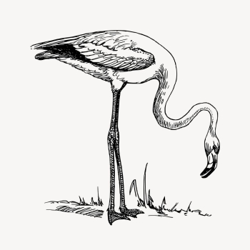Flamingo clipart, vintage bird illustration | Free Vector - rawpixel Flamingo clipart, vintage bird illustration | Free Vector - rawpixel